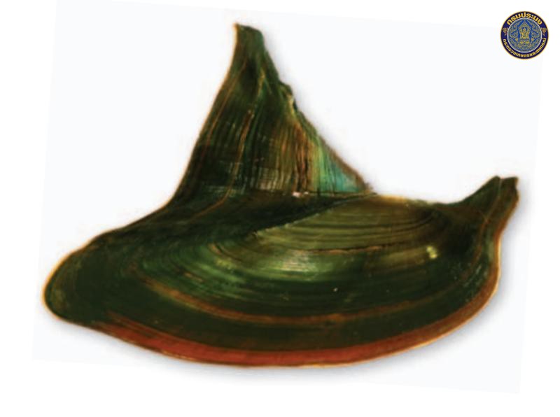Hyriopsis punhai