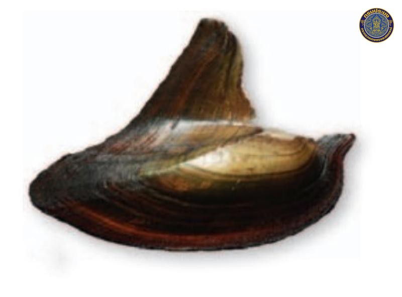 Hyriopsis sakhonensis