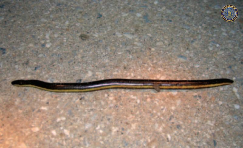 Ichthyopis kotaoensis