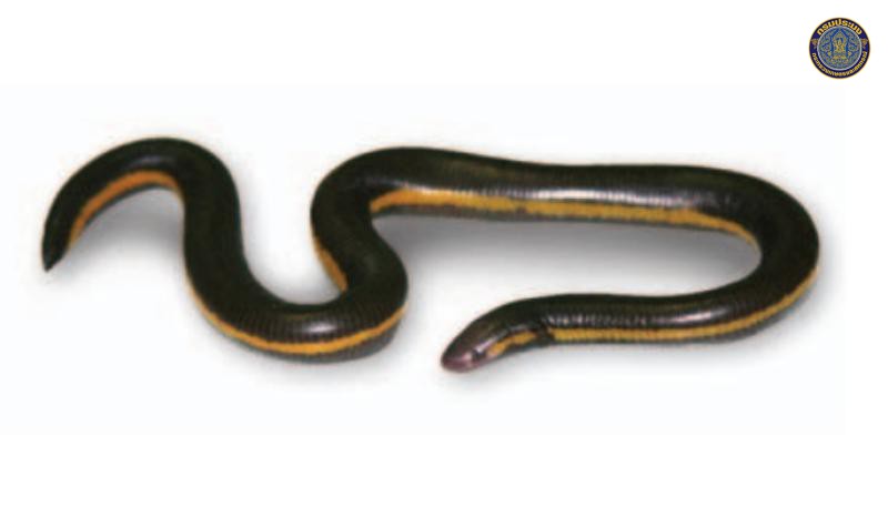 Ichthyopis supachaii
