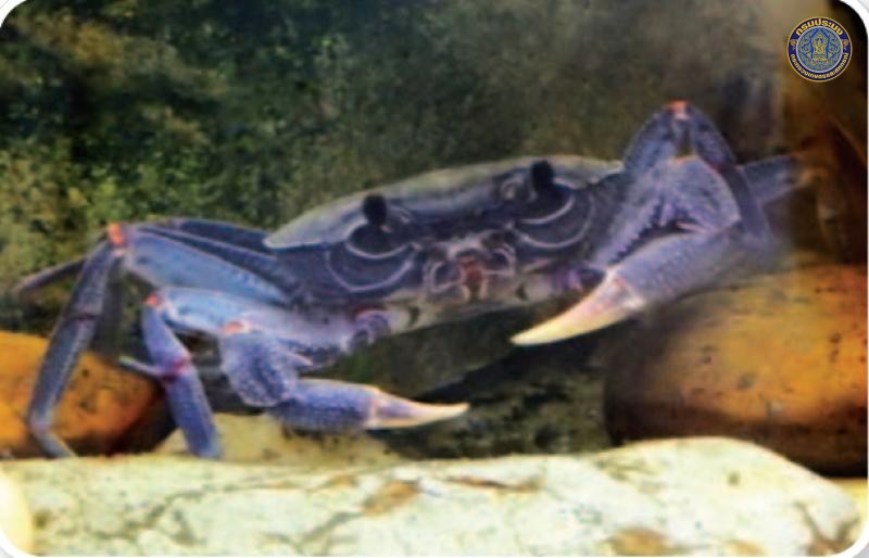 Kanpotamon duangkhaei