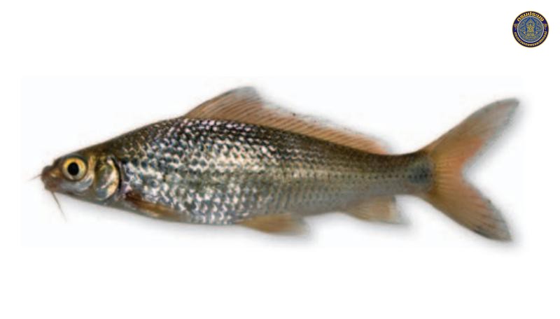 Labiobarbus siamensis