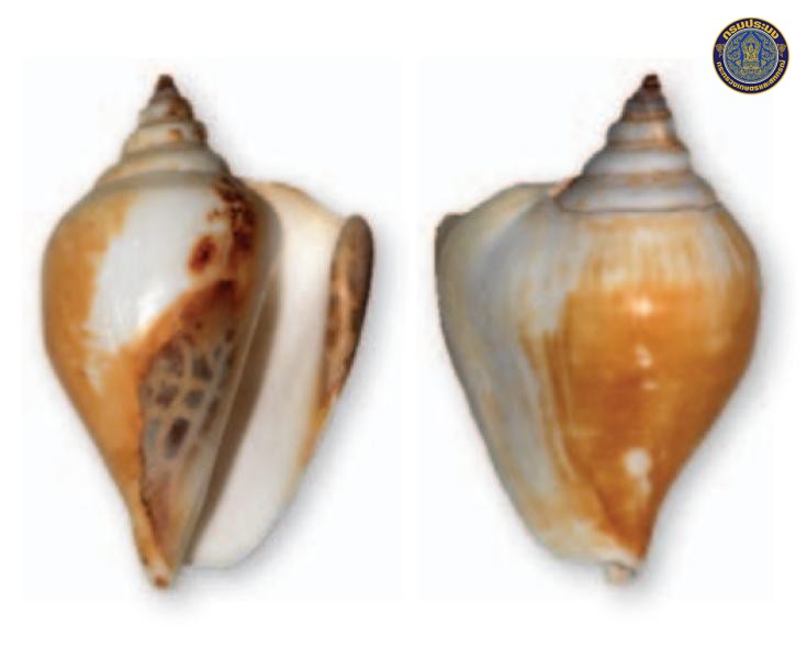 Laevistrombus maxwelli