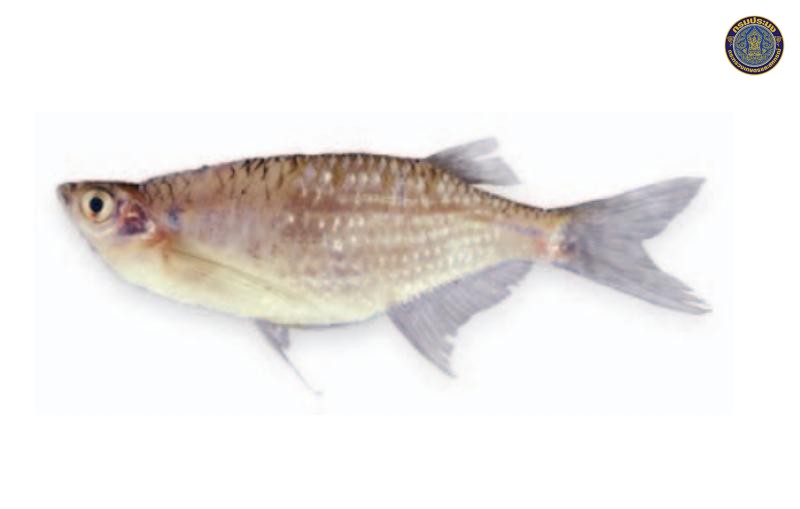 Laubuka siamensis