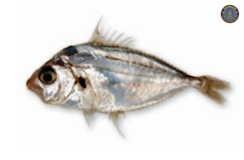 Leiognathus pan
