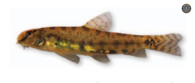 Lepidocephalichthys zeppelini