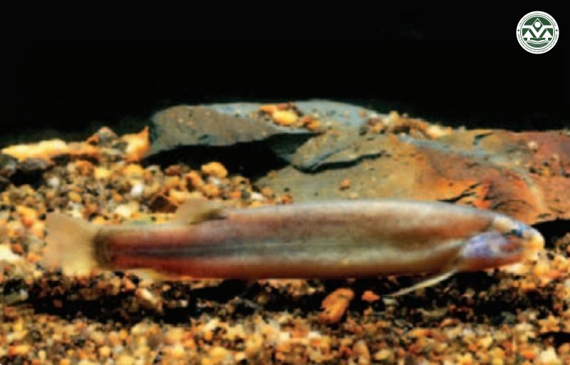 Lepidocephalus nanensis