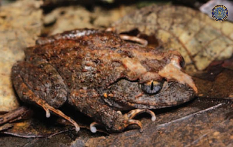 Leptobrachella zhangyapingi