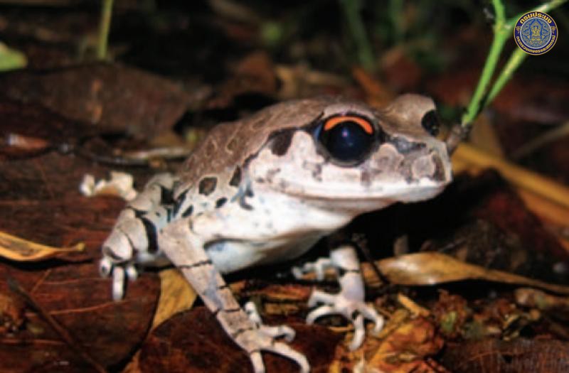 Leptobrachium smithi