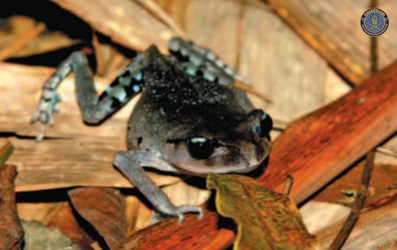 Leptobrachium tennasserimense