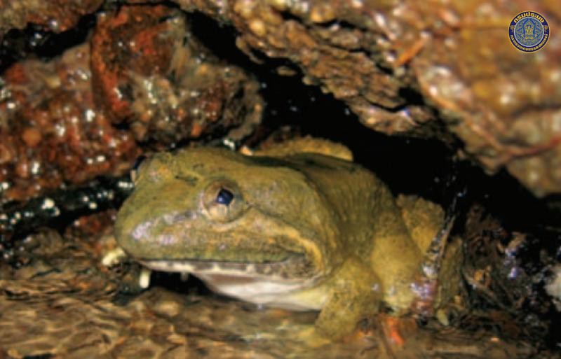 Limnonectes jarujini
