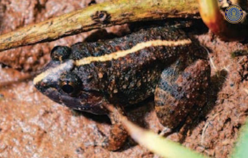 Limnonectes lauhachindai