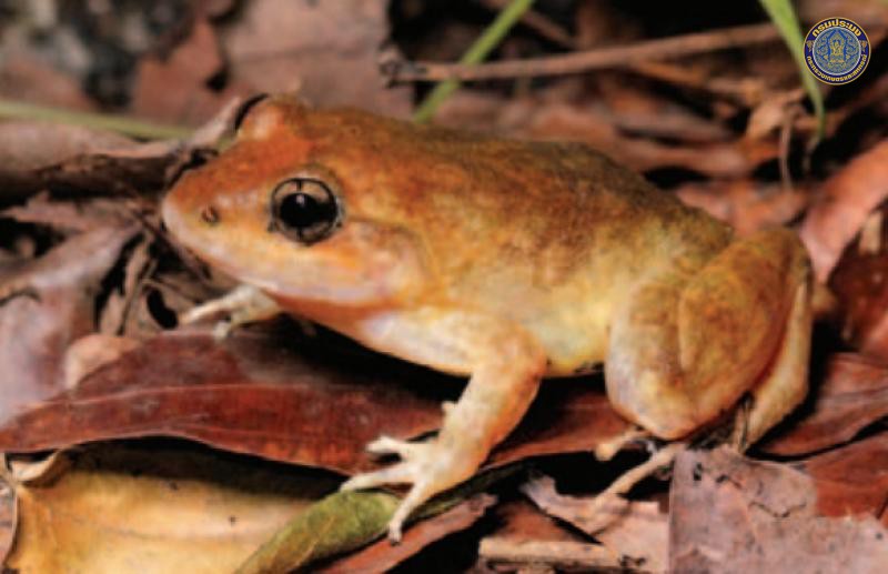 Limnonectes pseudodoriae