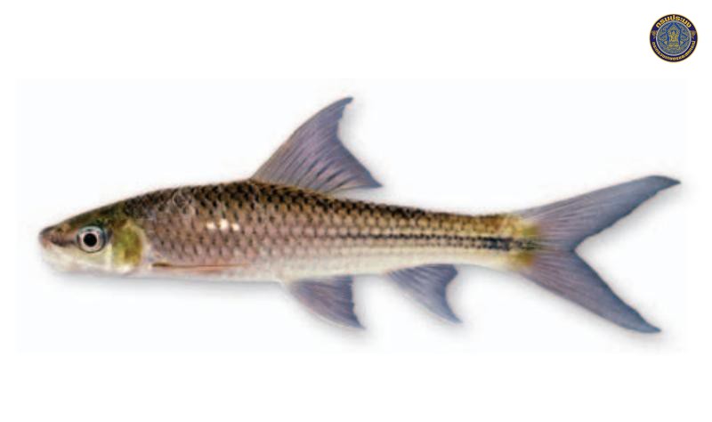 Lobocheilos trangensis