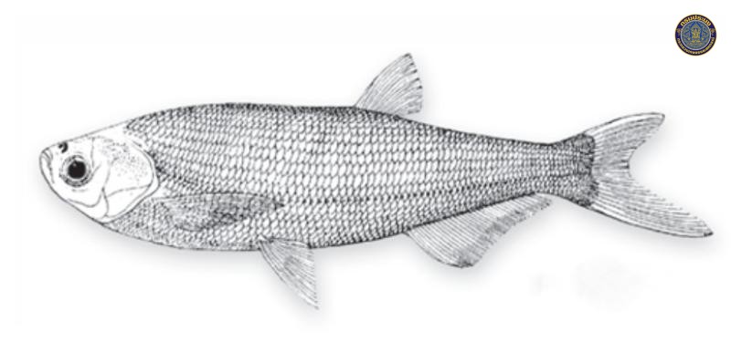 Longiculter siahi