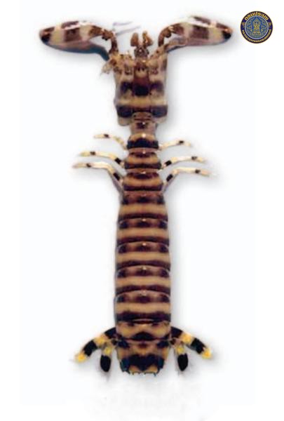Lysiosquilloides siamensis