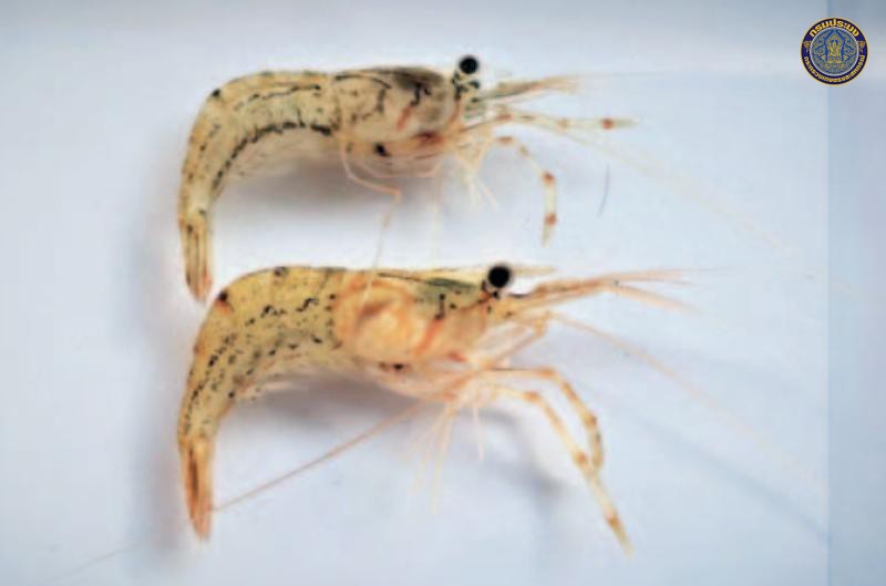 Macrobrachium chainatense