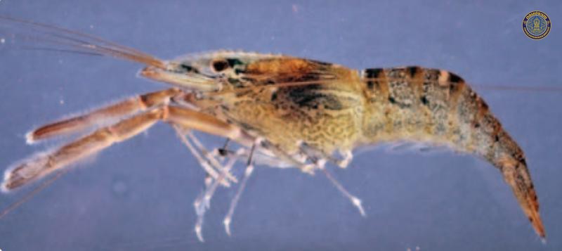Macrobrachium naiyanetri
