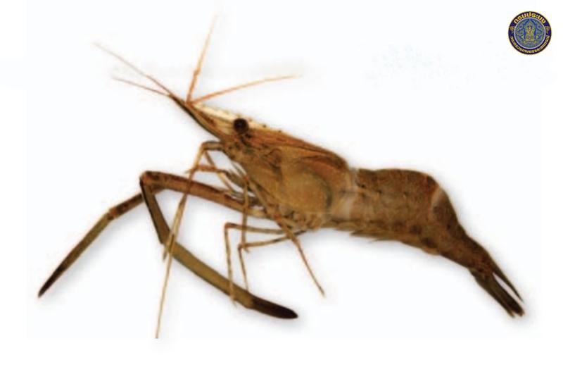 Macrobrachium niphanae