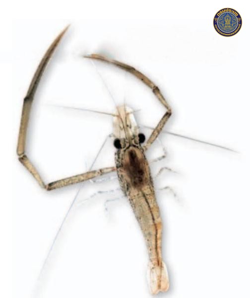 Macrobrachium prachuapense
