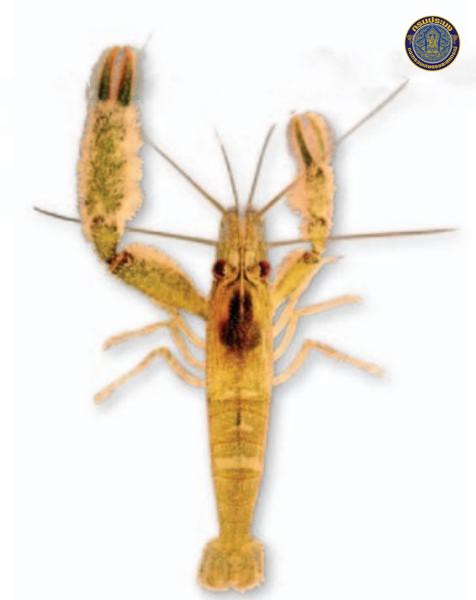 Macrobrachium puberimanus