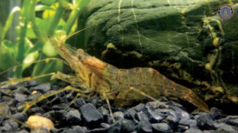 Macrobrachium saengphani