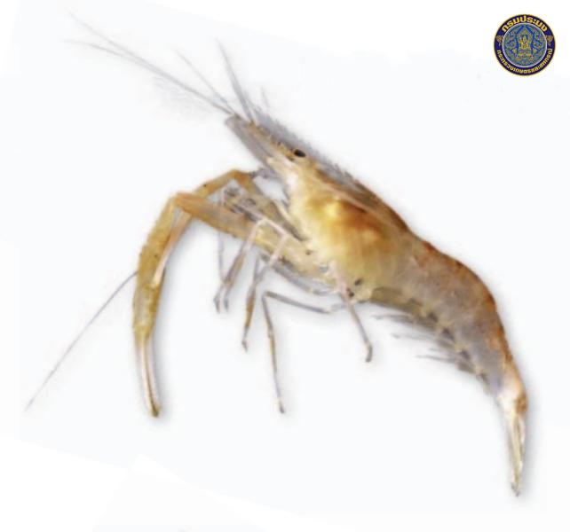Macrobrachium spalaeus