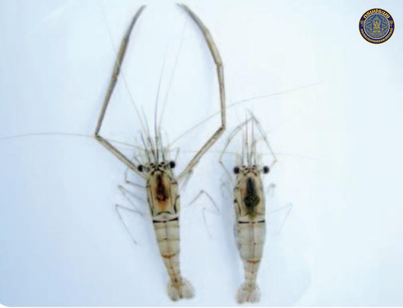 Macrobrachium suphanense
