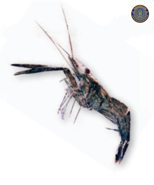Macrobrachium thai