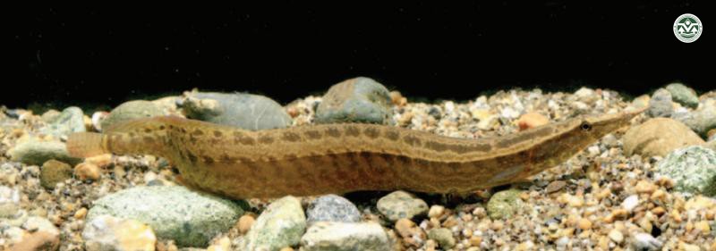 Macrognathus meklongensis