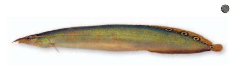Macrognathus siamensis