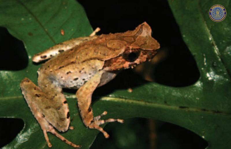 Megophrys takensis
