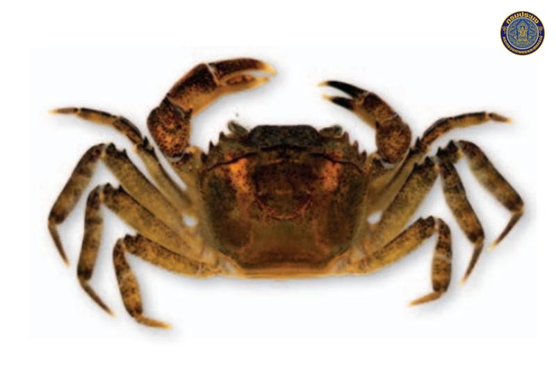 Mekhongthelpusa tetragona