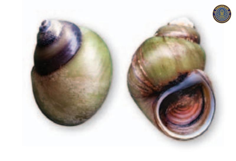 Mekongia siamensis