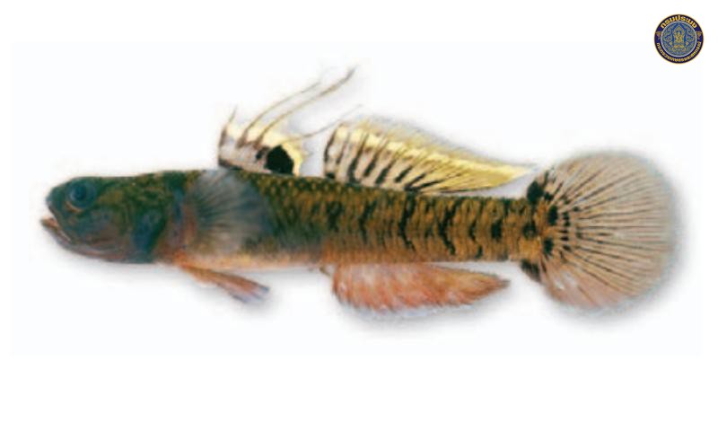 Mugilogobius chulae
