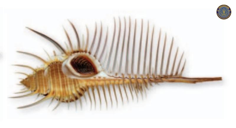Murex suttipraneeae