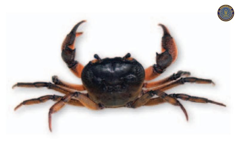 Nakhonsimon ramromensis