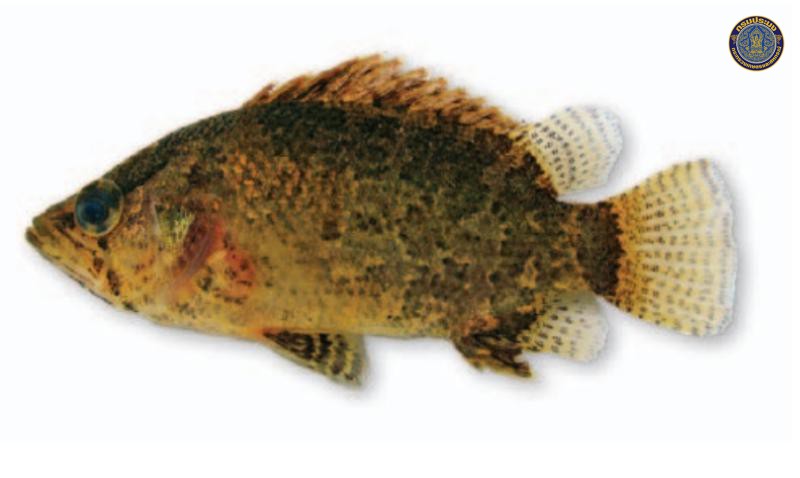 Nandus oxyrhynchus