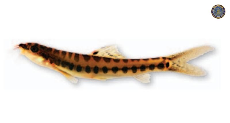 Nemacheilus masyae