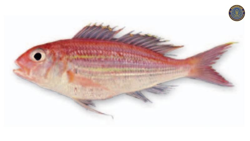 Nemipterus thosaporni