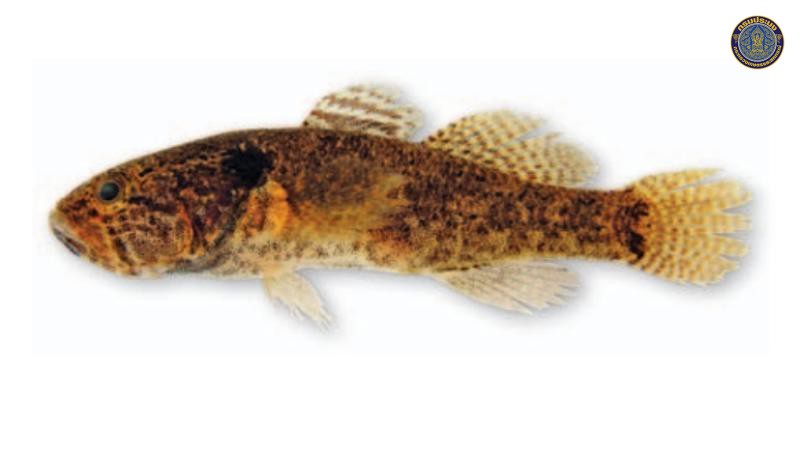 Neodontobutis aurarmus