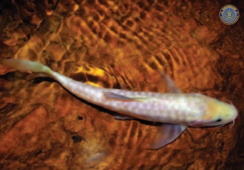 Neolissochilus subterraneus