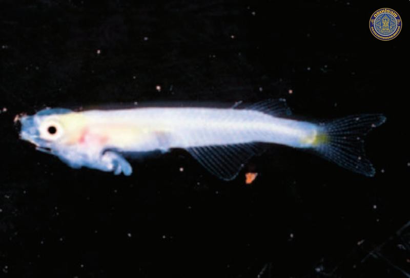 Neostethus siamensis