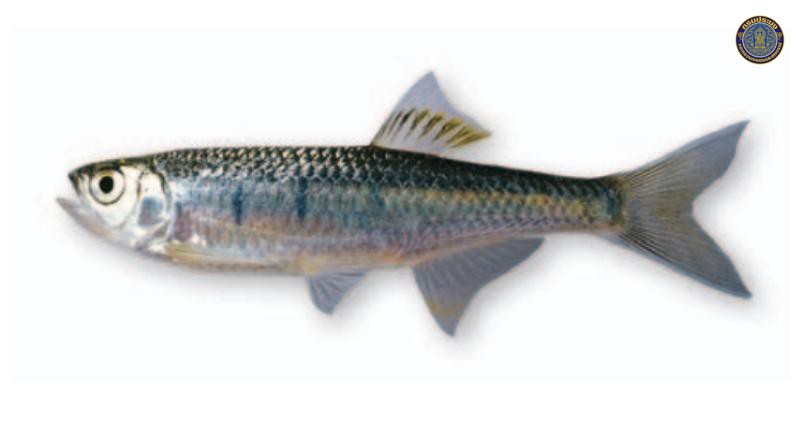 Opsarius koratensis
