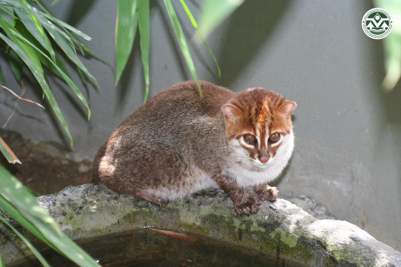 Prionailurus planiceps