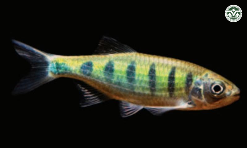 Opsarius signicauda