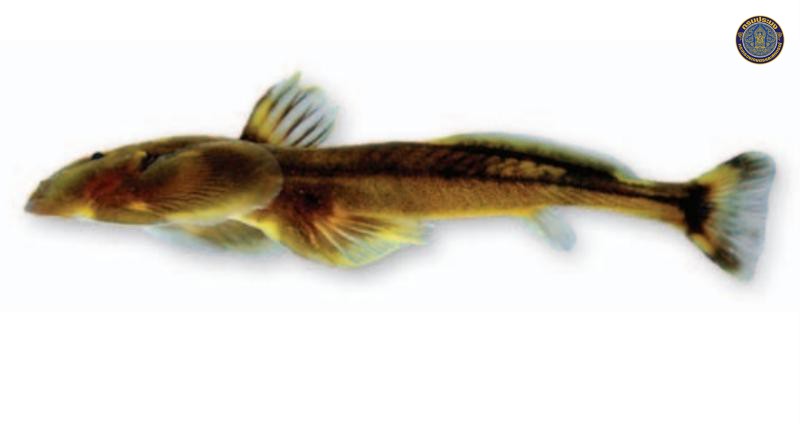 Oreoglanis laciniosus