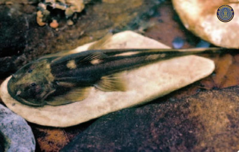 Oreoglanis nakasathieni