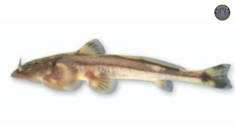 Oreoglanis omkoiense