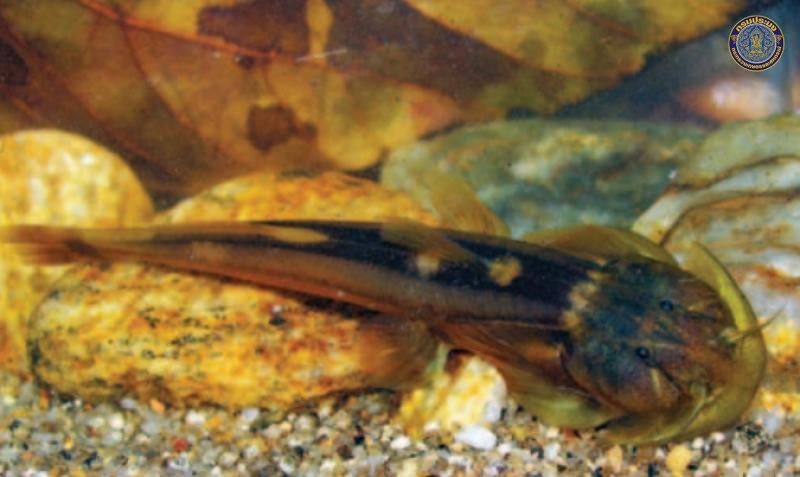 Oreoglanis siamensis
